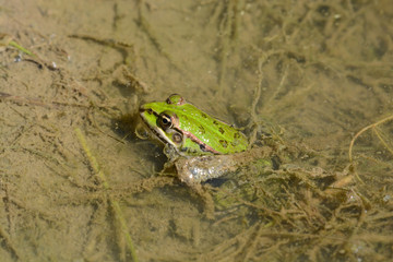GRENOUILLE