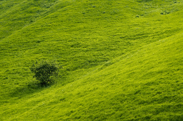A gentle slope of a green hill with rare trees and lush grass against a blue sky with clouds. The Sonoma Valley