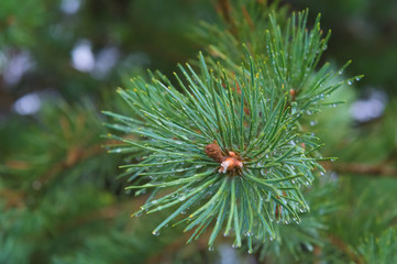 Naklejka na ściany i meble Fir tree brunch close up. Shallow focus. Fluffy fir tree brunch close up. Copy space