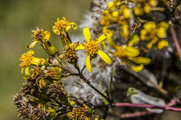 flowers of brazilian altitude