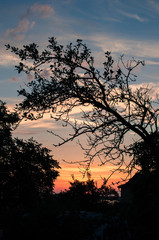 Sunset in the village, a tree silhouette