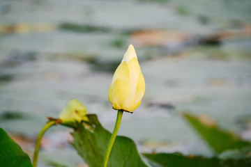 Water Lily about to Bloom