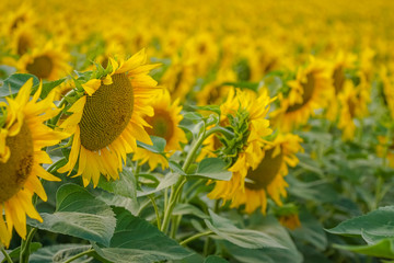 Sunflower field at sunset close up isolated