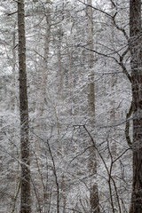 winter forest ,snow covered forest 