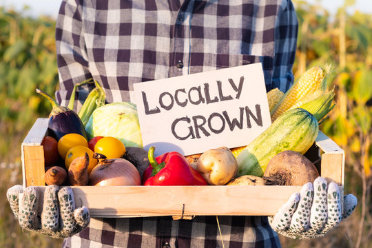 Female farmer holding box full of natural organic vegetables outdoors. Woman with fresh vegetables and "locally grown" sign on them in farming field.