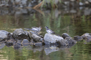 ハクセキレイの親子