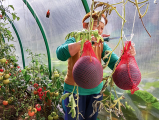Woman harvests watermelons in greenhouse, Moscow region, Russia, Europe