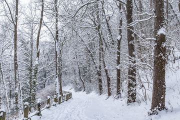 winter forest ,snow covered forest 