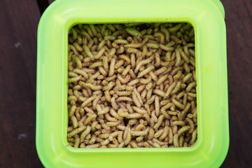 Container with white maggots. White worms used as fishing bait. 