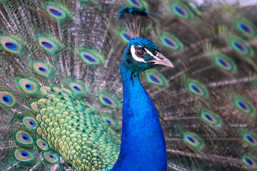 A Blue or Indian Peacock (Pavo cristatus), member of the pheasant family, proudly displays his beautiful plumage.