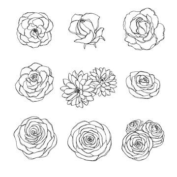 Hand drawn set of rose, camellia, peony and chrysanthemum flowers outline isolated on the white background. Floral decoration in sketchy style.