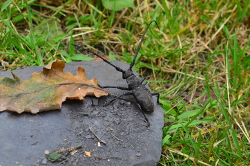 grand capricorne insecte