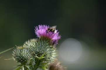bardane abeille 1