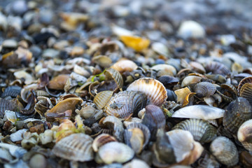 Mollusk shells. Seashells background. Texture of seashells, close up.