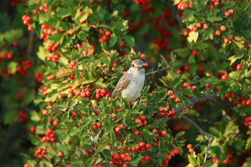 Red-backed shrike on hawthorn tree