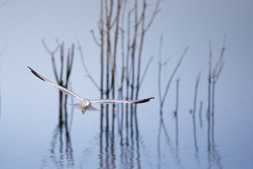 Gull in flight low over water, with dead trees softly focused in background, reflected in water.
