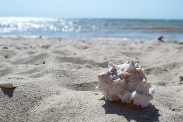 Fototapeta na wymiar Beautiful seashell on the sand of the beach. Mollusk shell.