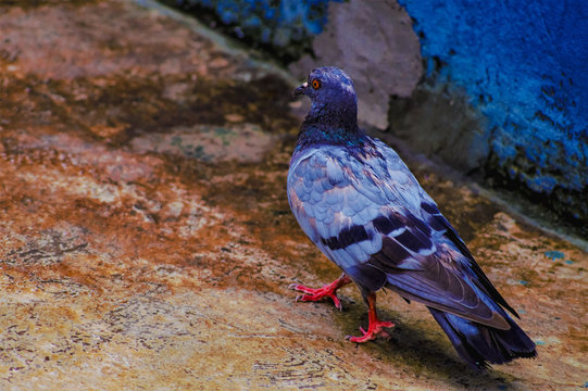 Beautiful piegon