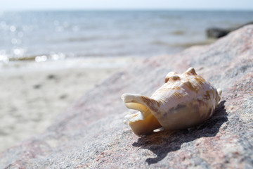 Beautiful seashell on the sand of the beach. Mollusk shell.