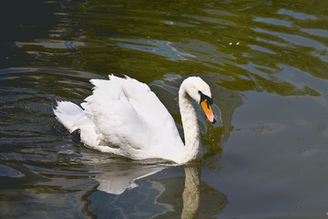 one white swan-mute close-up floating in a pond