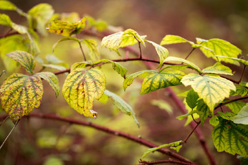 Autumn vine at Flag Pond Nature Park in Calvert County Lusby Southern Maryland USA