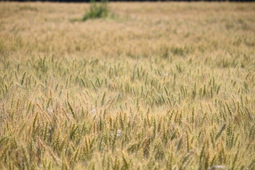 Wheatfield on a sunny day