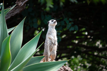 Meerkat