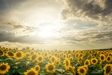 Fototapeta premium Sunflower field at sunset with cloudy sky in background