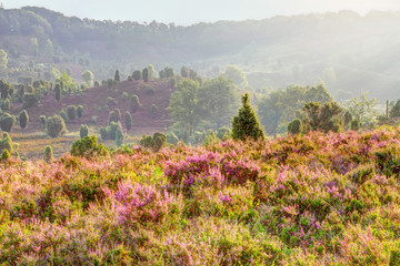 Early in the morning in the valley 