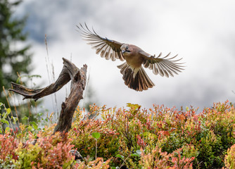 Eurasian jay (Garrulus glandarius)