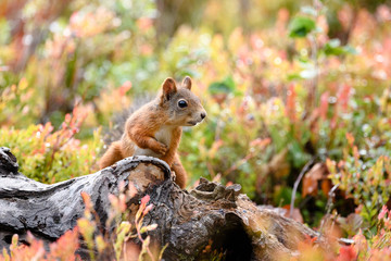 Red squirrel (Sciurus vulgaris) in fall