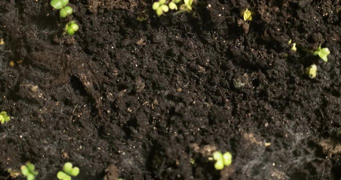 growing small plants on brown ground background place for text, time lapse