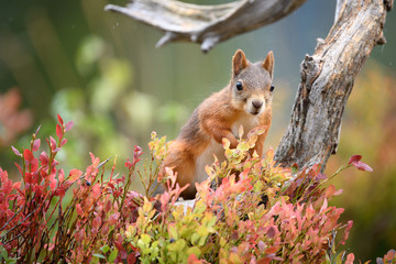 Red squirrel (Sciurus vulgaris) in fall