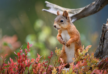 Naklejka na ściany i meble Red squirrel (Sciurus vulgaris) in fall
