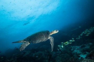 Green sea turtle swimming in the Galapagos island.