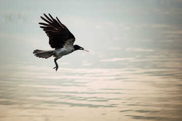 Common Raven, Corvus corax flies on a sea background