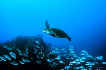 Fototapeta na wymiar Green sea turtle swimming in the Galapagos island.