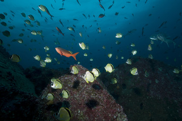 Blacknosed butterflyfish and Creolefish swimming in the Galapagos Island.