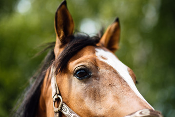 Naklejka premium Portrait of beautiful horse in summer