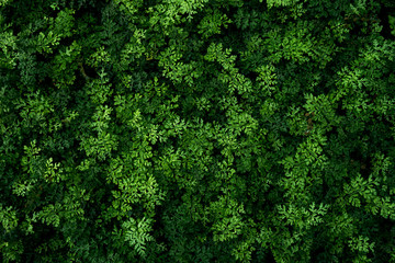 Fototapeta na wymiar Beautiful tropical fern bushes for freshness natural design background.