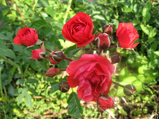 Pink rose flowers on the rose bush in the garden in summer