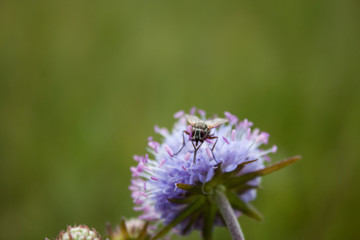 Beautiful shot of fly sitting on blue flower