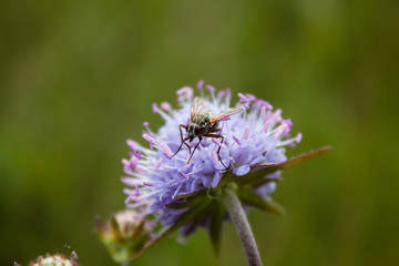Beautiful shot of fly sitting on blue flower