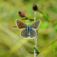 Fototapeta premium Small butterfly Polyommatus on blurred green background