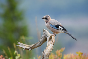 Eurasian jay (Garrulus glandarius)