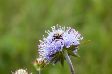 Beautiful shot of fly sitting on blue flower