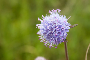 Beautiful shot of fly sitting on blue flower