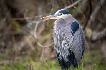 Unusually cold weather in the Pacific Northwest has animals, like this Great Blue Heron, seeking shelter; in this bird's case, even the shelter of its own flight feathers.