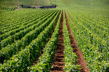 Fototapeta na wymiar Beautiful rows of vineyards, landscape view of vineyards in the countryside