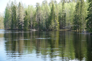 Fototapeta na wymiar River Bank with dense coniferous and deciduous forest, birch, pine, spruce in the forest. The forest is reflected in the water. The day is clear, Sunny. The water is calm.